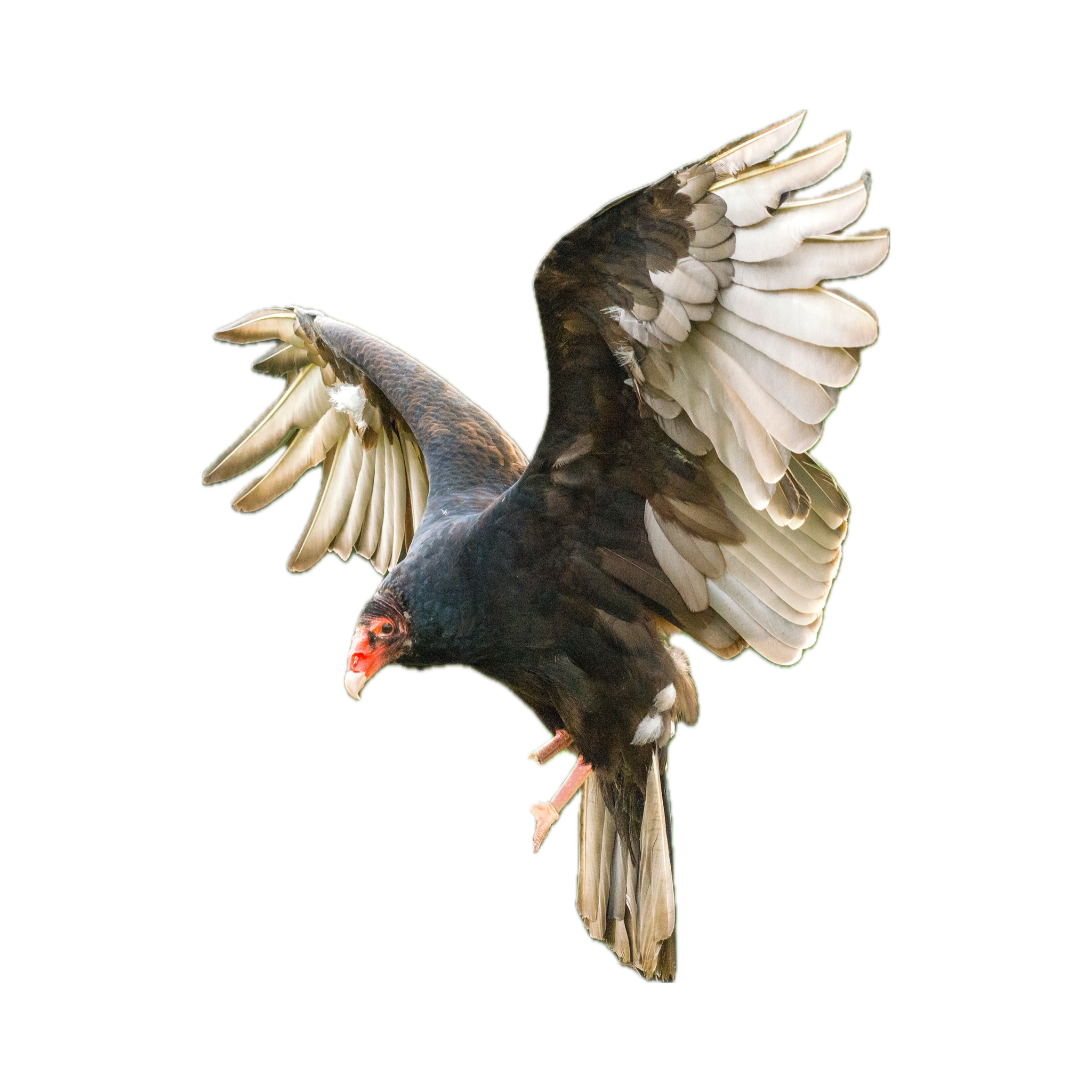 Stylized photo of a buzzard. Source image for shitbird nation logo.